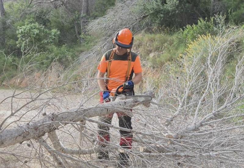 Retirar pinos secos también es adaptación climática, no solo mantenimiento