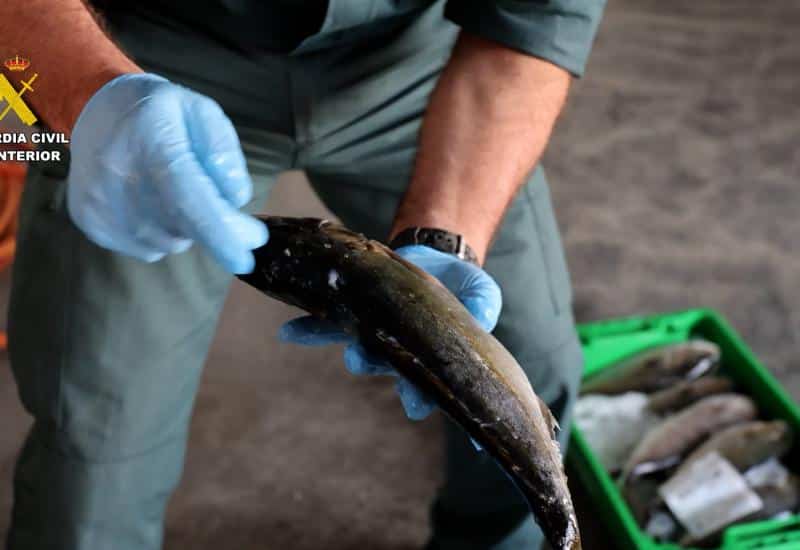 El pescado robado también hunde la confianza en toda la cadena