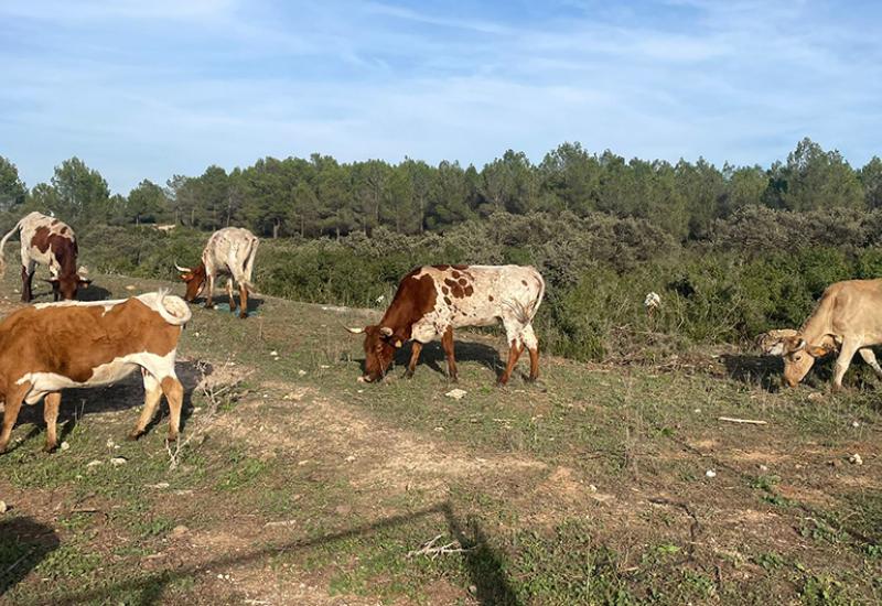 Sin mataderos cercanos no hay ganadería territorial posible