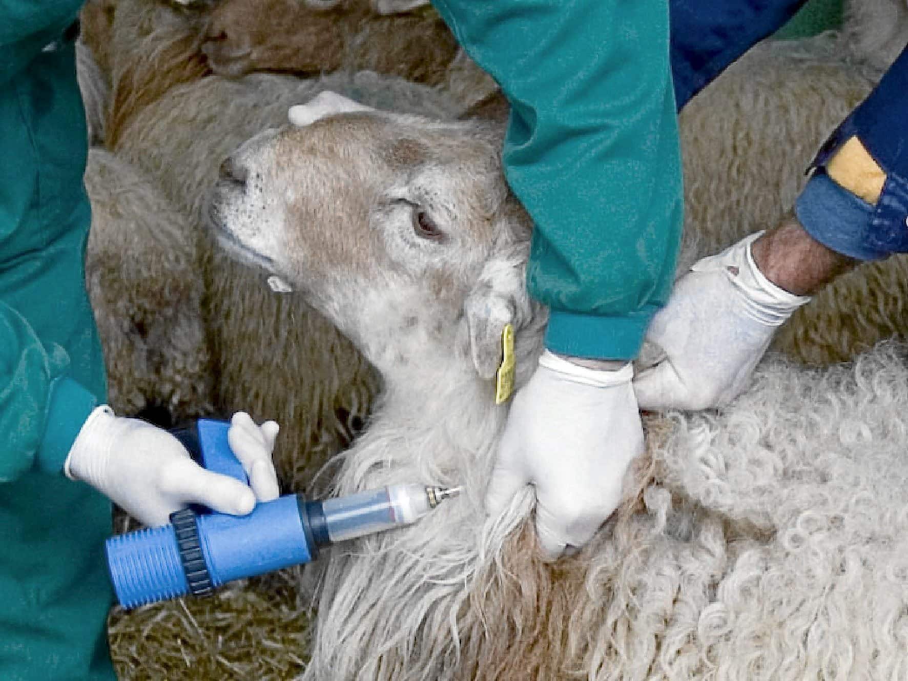 La sanidad animal ya no admite respuestas lentas