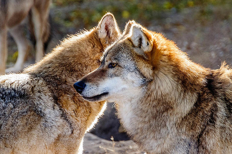 El debate del lobo seguirá bloqueado mientras nadie asuma el coste real